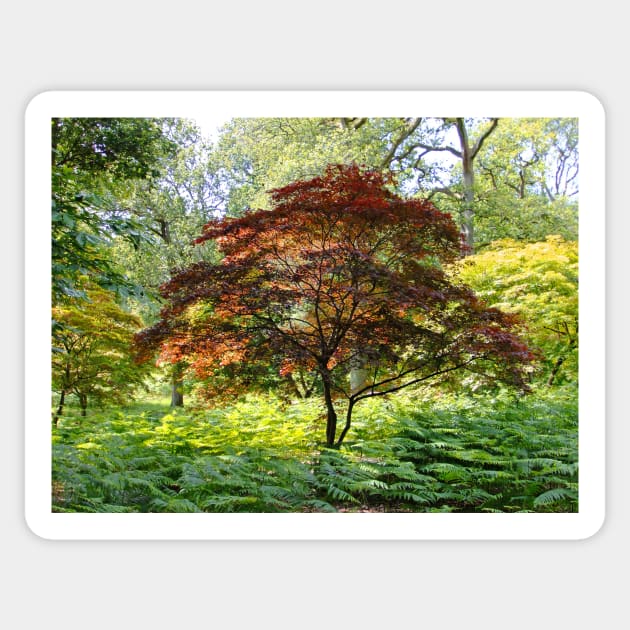 Copper Beech Tree Sticker by pinkal